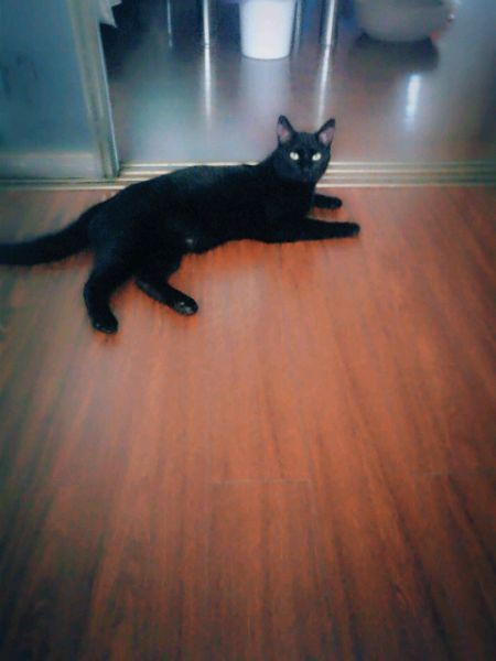 话不投机半句多,一言不合就开咬,这猫是不是被我宠坏了!