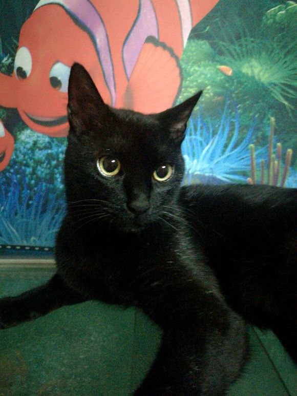 话不投机半句多,一言不合就开咬,这猫是不是被我宠坏了!