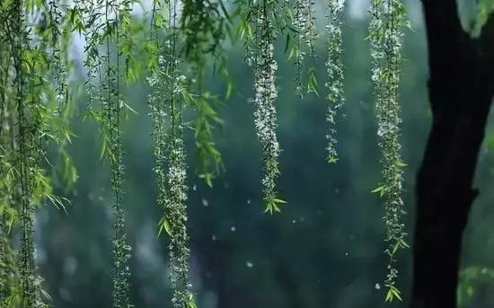 雪儿：细雨冥蒙风静柔，山青水绕巷深幽