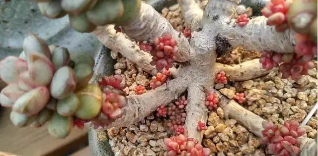 多肉老桩只剩下杆子了能养活吗,十年以上的多肉老桩有哪些