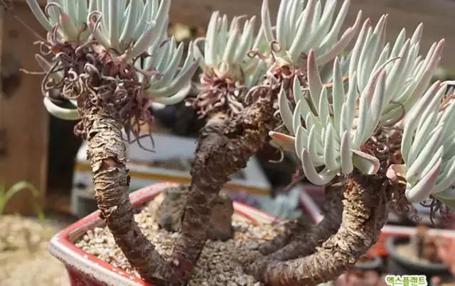 多肉老桩只剩下杆子了能养活吗,十年以上的多肉老桩有哪些