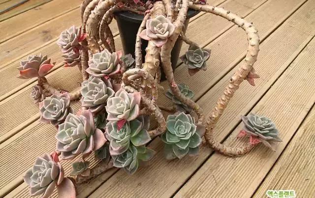 多肉老桩只剩下杆子了能养活吗,十年以上的多肉老桩有哪些