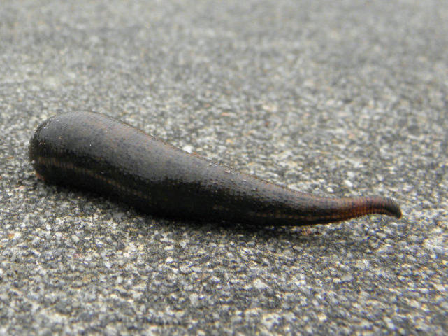 这些饵料堪称经典你用过几种,比较冷门但是效果却很好的饵料