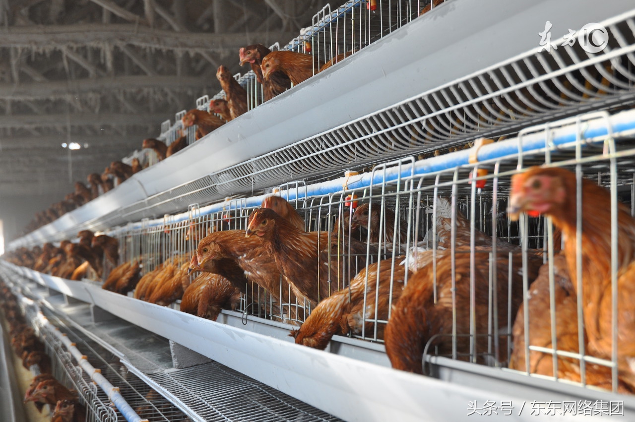 自家养殖专业户的鸡怎么销售,养了5000只鸡该怎么销售呢