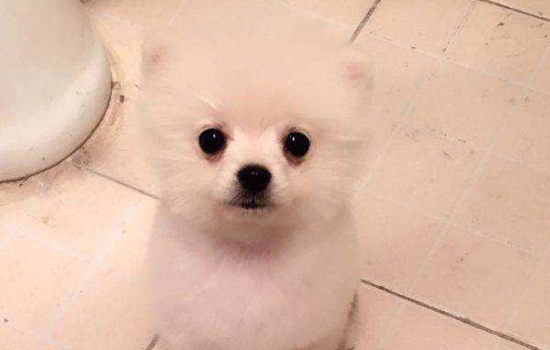 狗狗不想吃东西拉便便正常,狗狗一直呕吐但是便便正常