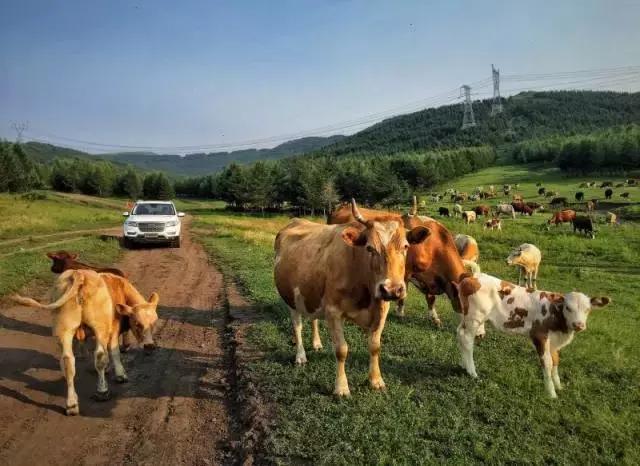 哈弗H8试驾,哈弗h8试驾车能不能买