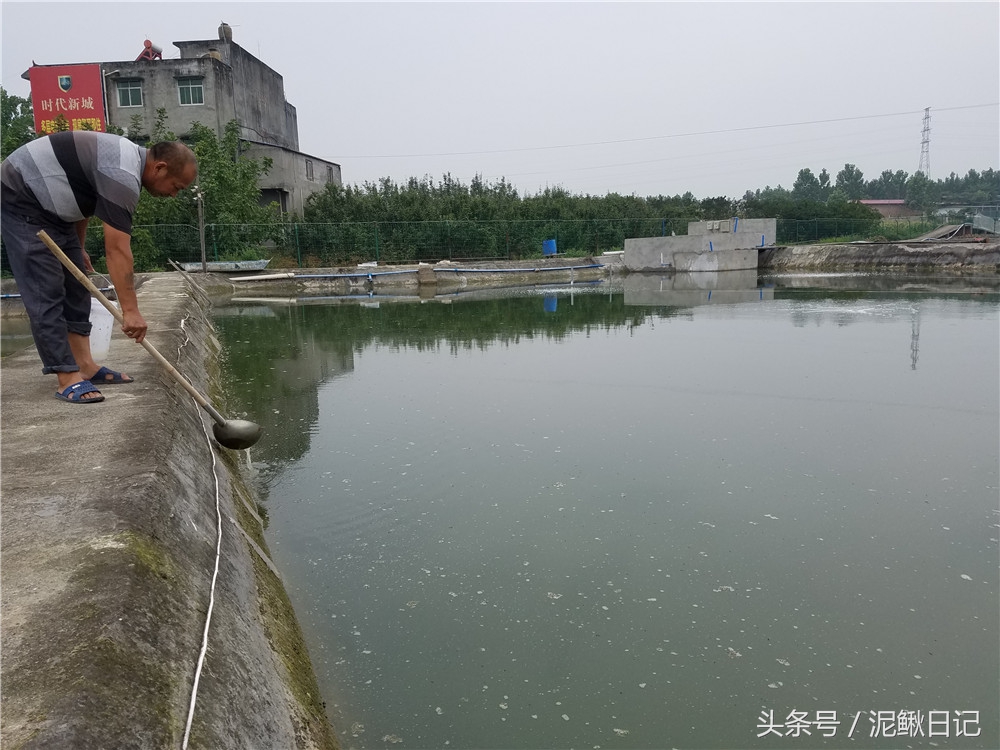 养殖泥鳅有前景吗现在,适合穷人养殖泥鳅创业暴利资讯