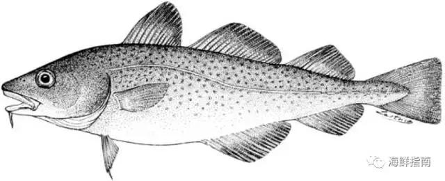 鳕鱼科普小知识,鳕鱼cod科普