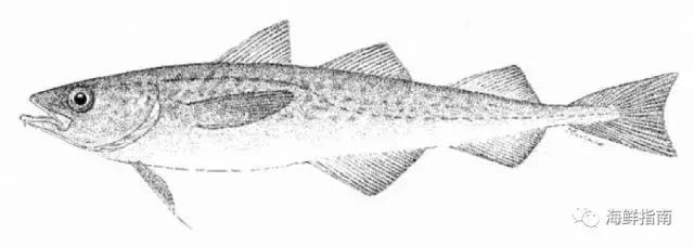 鳕鱼科普小知识,鳕鱼cod科普