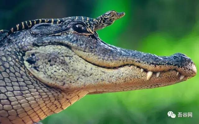 农村养殖哪些动物又好养又赚钱呢,特种养殖十六种动物有哪些品种