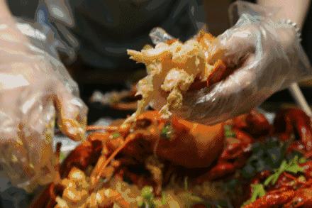 澳洲大龙虾400斤,澳洲大龙虾波士顿龙虾