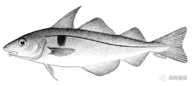 鳕鱼科普小知识,鳕鱼cod科普