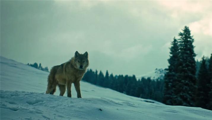 比克电影：《血狼犬》人的贪婪带走动物的生命