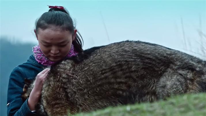 比克电影：《血狼犬》人的贪婪带走动物的生命