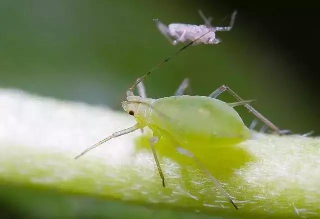 葡萄二星叶蝉虫害防治方法,葡萄的虫害有哪些