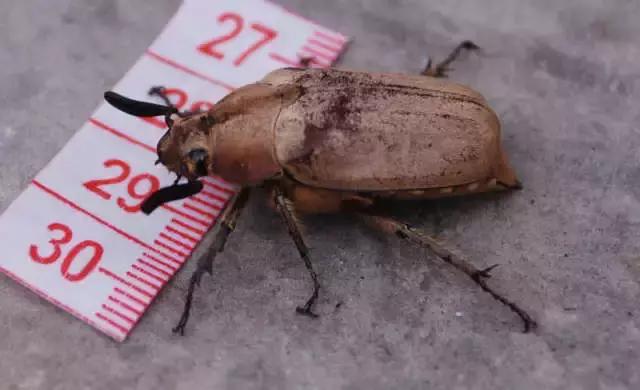 葡萄二星叶蝉虫害防治方法,葡萄的虫害有哪些