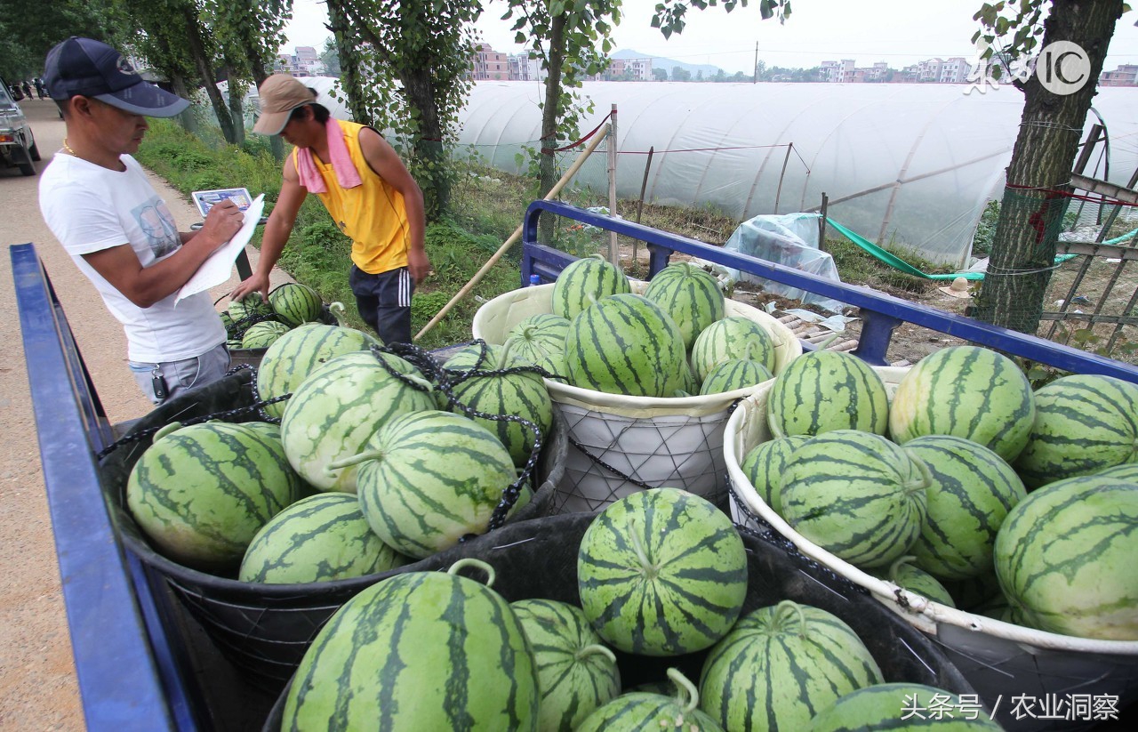 各地西瓜价格最新行情,2023西瓜行情实时报价