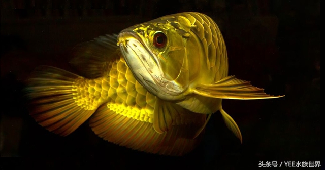 龙鱼怎么救治,龙鱼生病了翻肚了怎么办