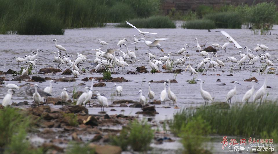 黑水河畔白鹭飞,墨水河里成群的小野鸭