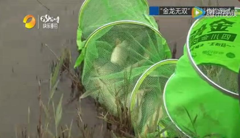 金龙经典饵料,媲美商品饵的鱼饵