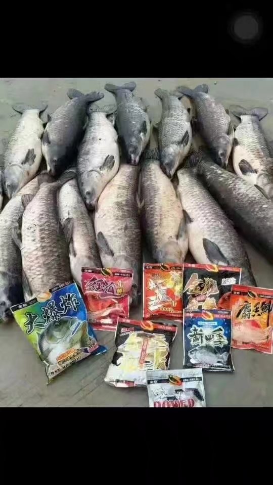 金龙经典饵料,媲美商品饵的鱼饵