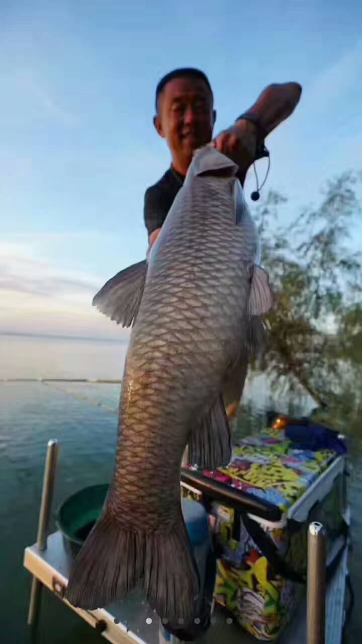金龙经典饵料,媲美商品饵的鱼饵