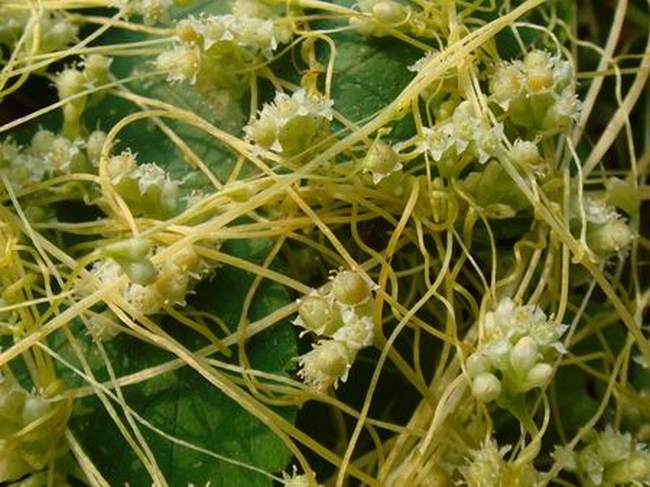 农村常见的中草药功效解说,常见中草药的功效与作用