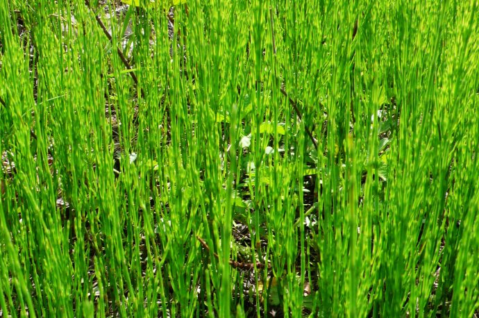 农村常见的中草药功效解说,常见中草药的功效与作用