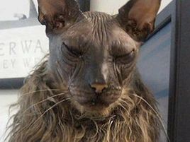 一只全方位无死角美颜的喵，和一只360度无死角的丑猫，对比伤害有多大——简直没眼看了