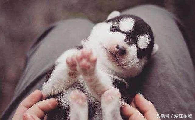 网友买哈士奇,网友买了一只50元的宠物