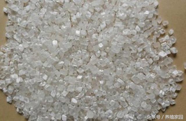 猪一切正常就是不吃食是什么原因,大猪不吃猪食有什么方法