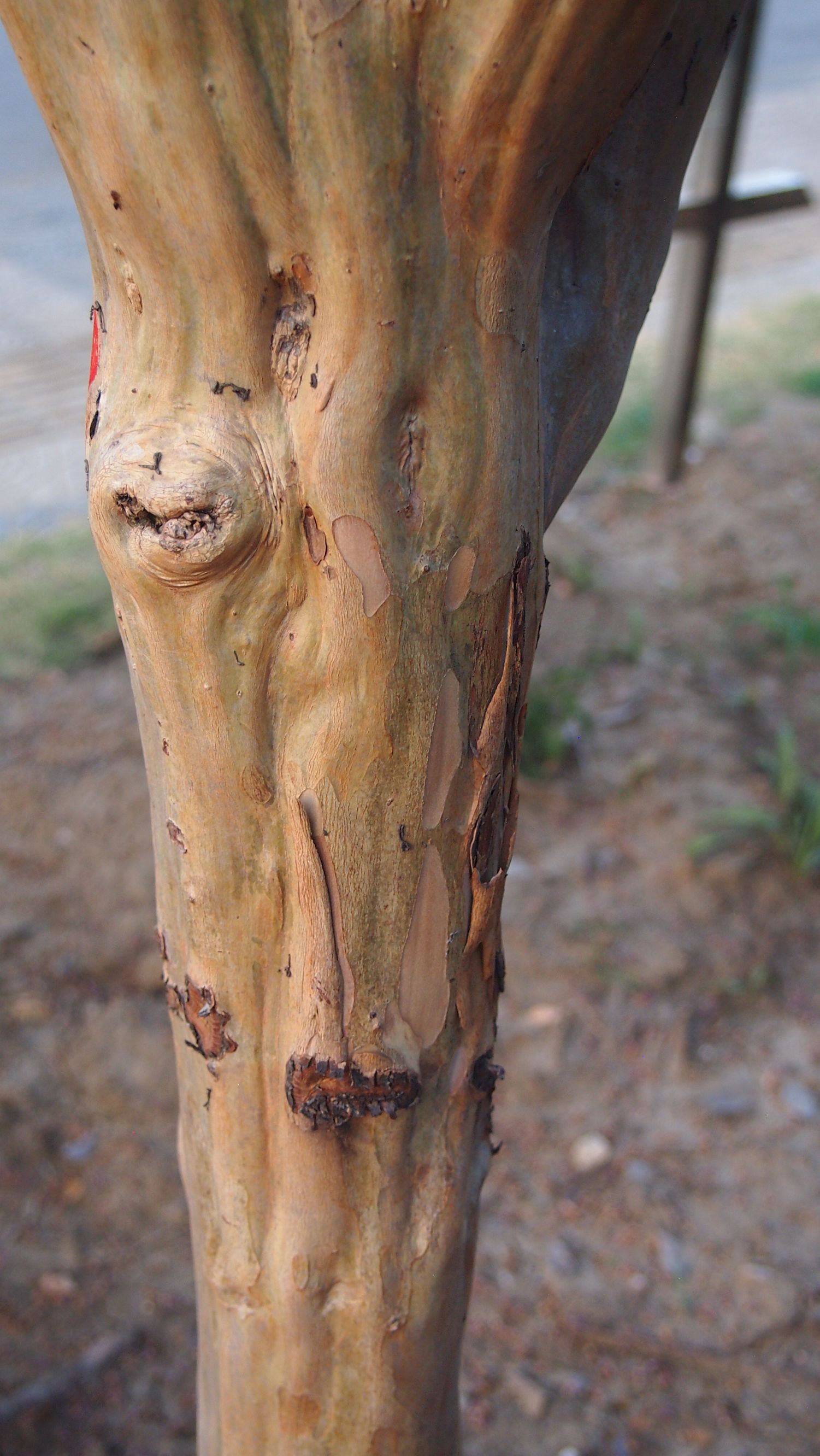 紫薇皮图片,百日红紫薇长花苞后多久开视频