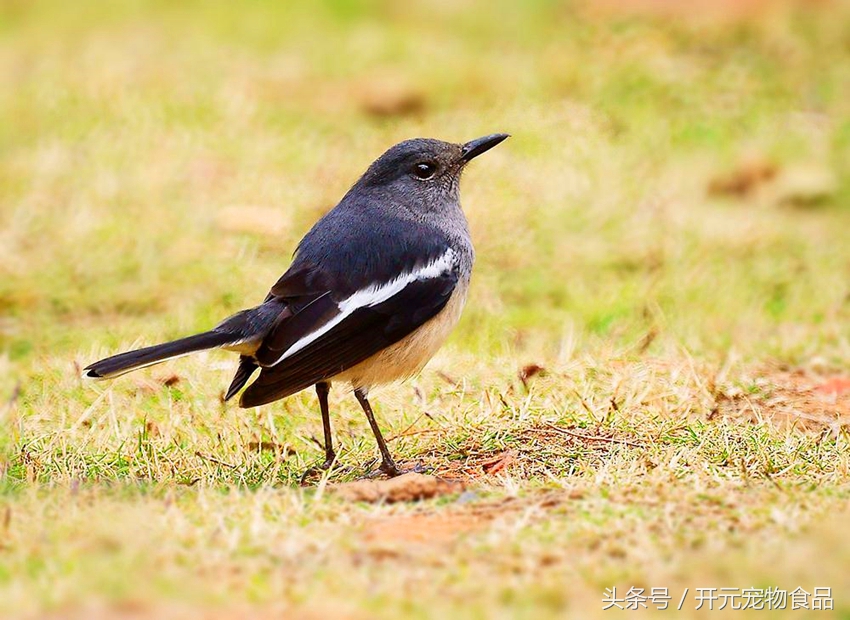 请不要在叫我喜鹊,我是四喜鸟