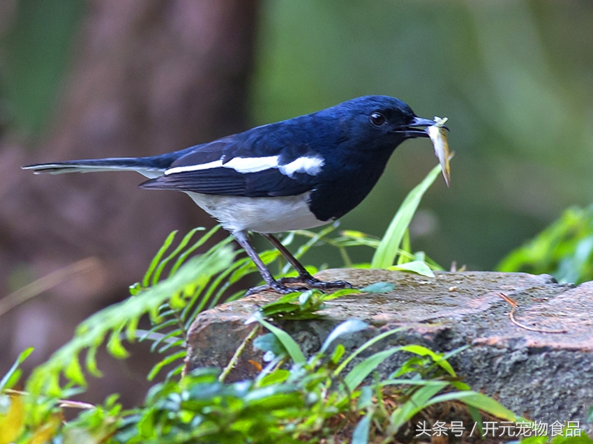 请不要在叫我喜鹊,我是四喜鸟