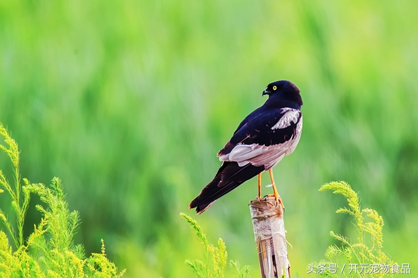请不要在叫我喜鹊,我是四喜鸟