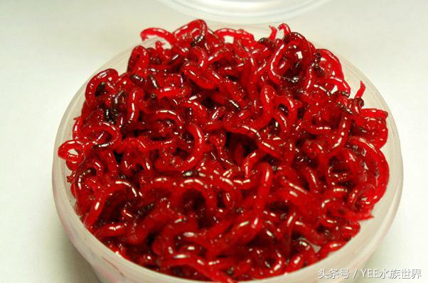 观赏鱼各种活食,观赏鱼动物性饲料有哪些