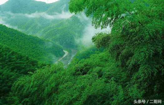 从身到心的清净！国内最美竹海你都去过吗？