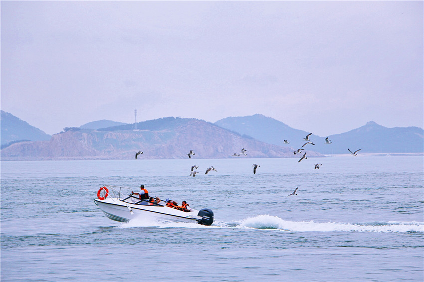 荣成海驴岛一年四季都有海鸥吗,国外海岛看海鸥