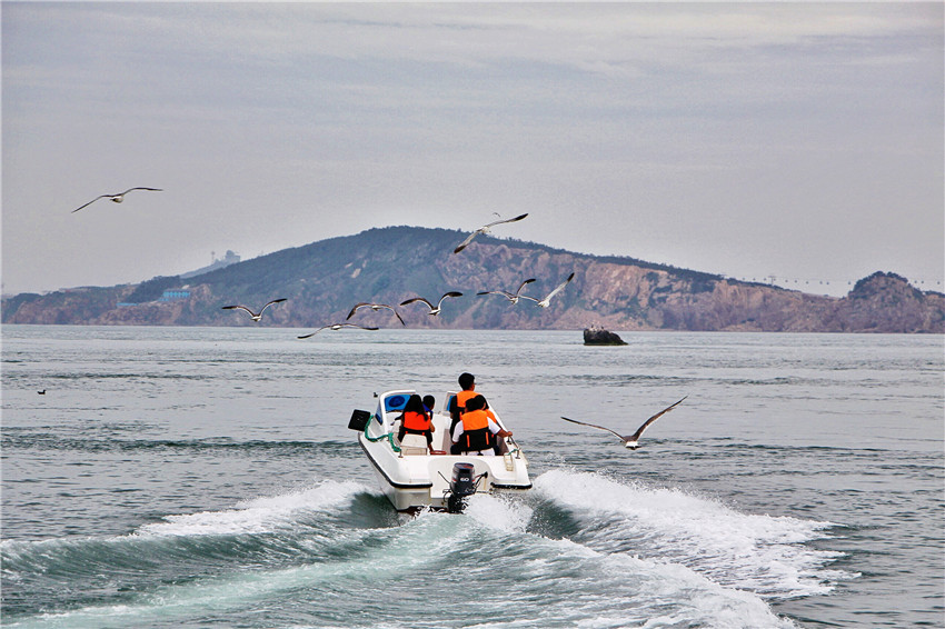 荣成海驴岛一年四季都有海鸥吗,国外海岛看海鸥