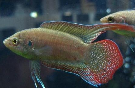 中国人工养殖的鱼都有什么,中国适合养殖的原生鱼