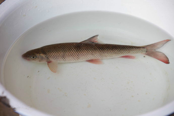 中国人工养殖的鱼都有什么,中国适合养殖的原生鱼