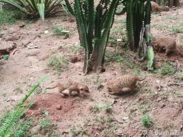 长隆野生动物园在哪,长隆野生动物园表演