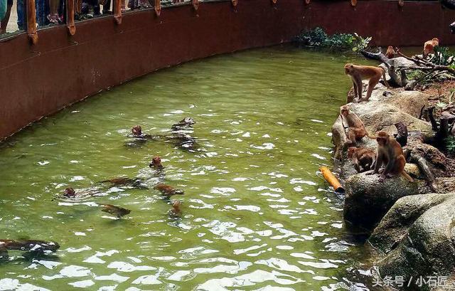 长隆野生动物园在哪,长隆野生动物园表演