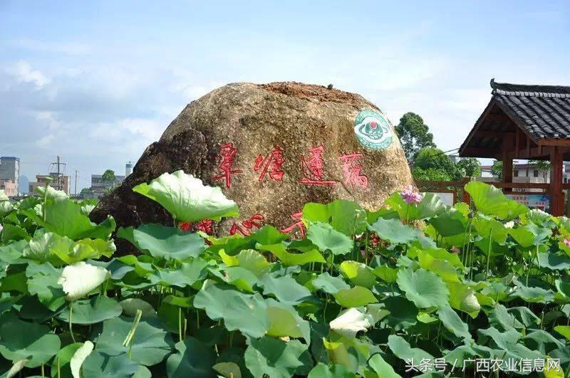 暑假去哪里旅游好进广西,暑假去哪里玩好玩又便宜广西