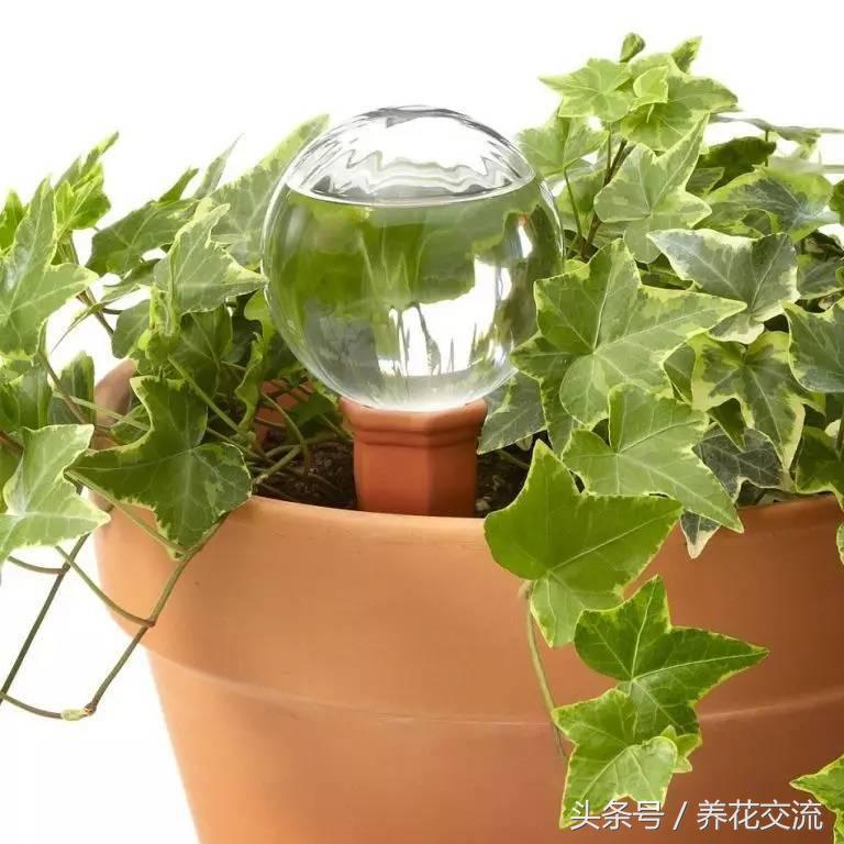 盆栽植物怎么控水快,盆栽植物浇水的正确方法