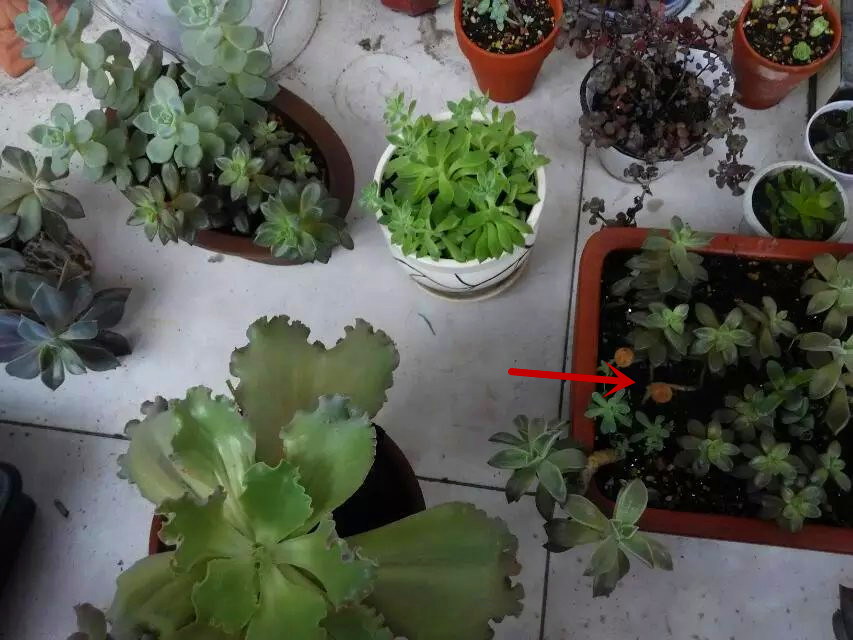 多肉长出盆外了怎么办,多肉盆里长出黄色菌