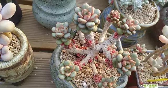 多肉老桩只剩下杆子了能养活吗,十年以上的多肉老桩有哪些