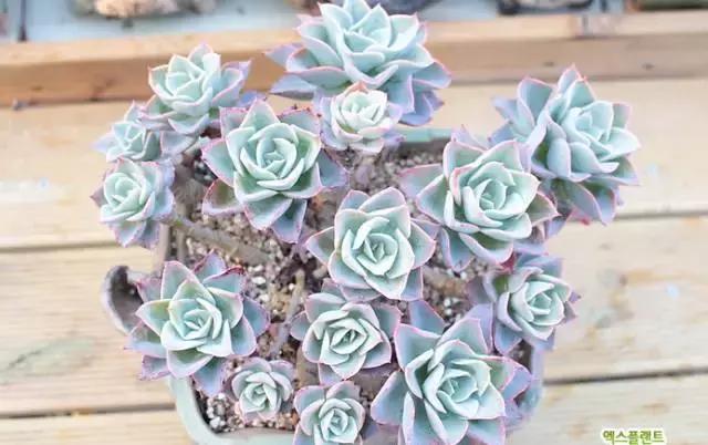 多肉老桩只剩下杆子了能养活吗,十年以上的多肉老桩有哪些