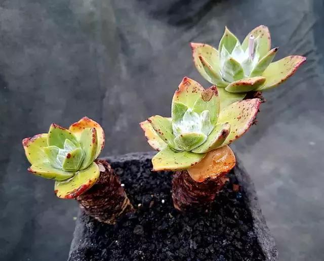 多肉老桩只剩下杆子了能养活吗,十年以上的多肉老桩有哪些