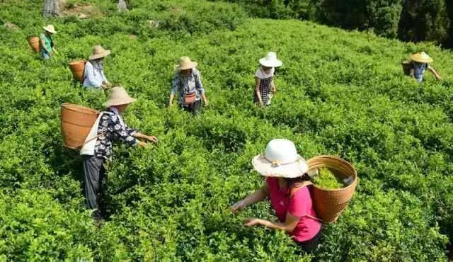 张家界莉莉家土家神茶,张家界神茶图片